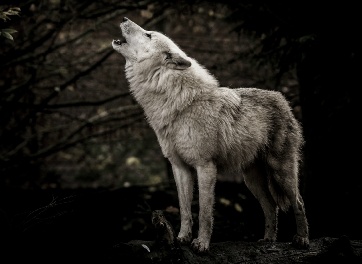 Příběh šedého vlka