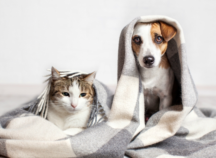 Horoskop pro psí a kočičí miláčky