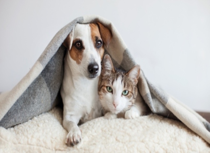 Horoskop pro psí a kočičí miláčky 