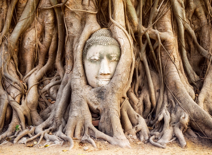 Meditace a kořeny